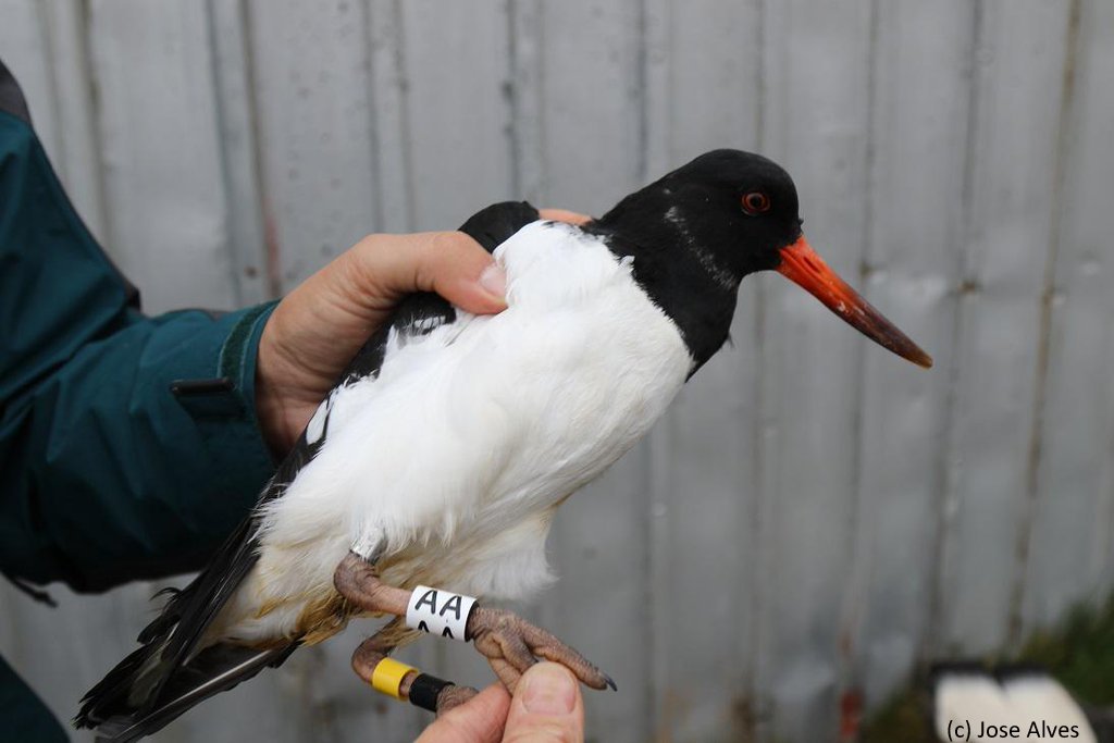 Waders | cr-birding