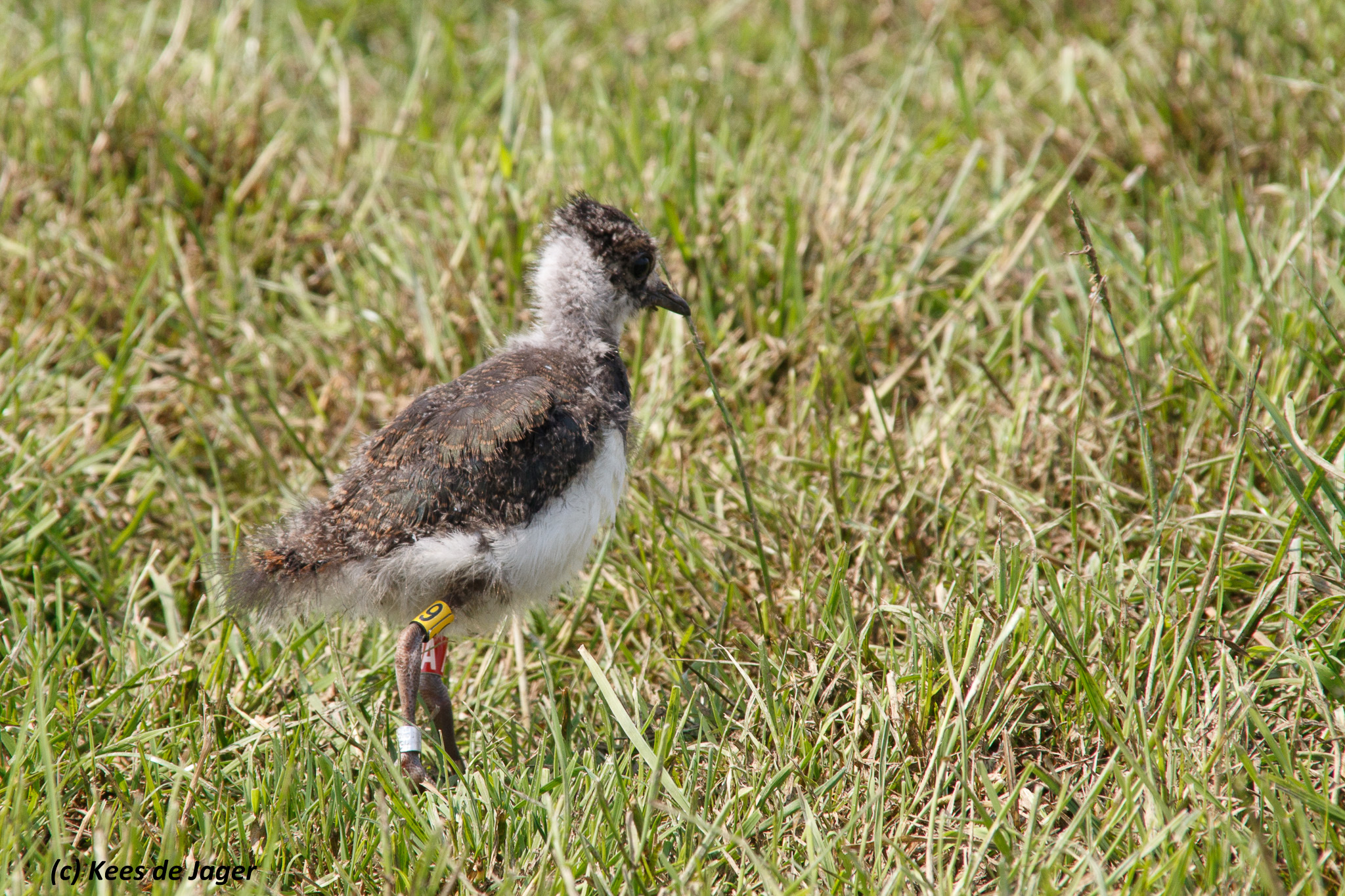 Waders | cr-birding