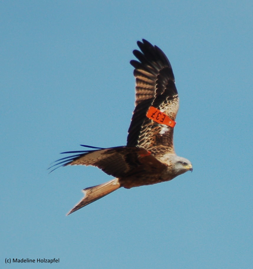Raptors | cr-birding